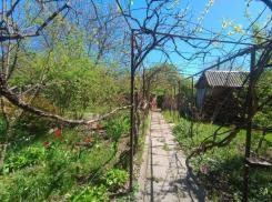 ������     ������, ������