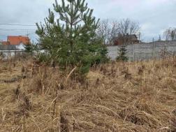 ������     ������, �����������