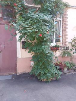  2-  ,  , 