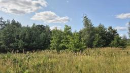 ������     ������, �������